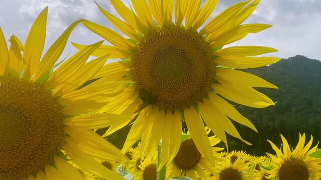 A close-up camera pan of vibrant yellow sunflowers with a carpenter bee pollinating, set against a backdrop of lush green hills