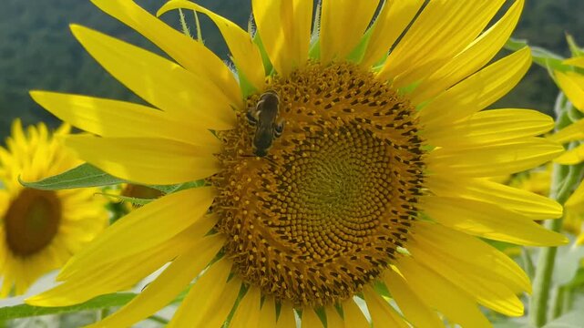 A close-up camera pan of vibrant yellow sunflowers with a carpenter bee pollinating, set against a backdrop of lush green hills