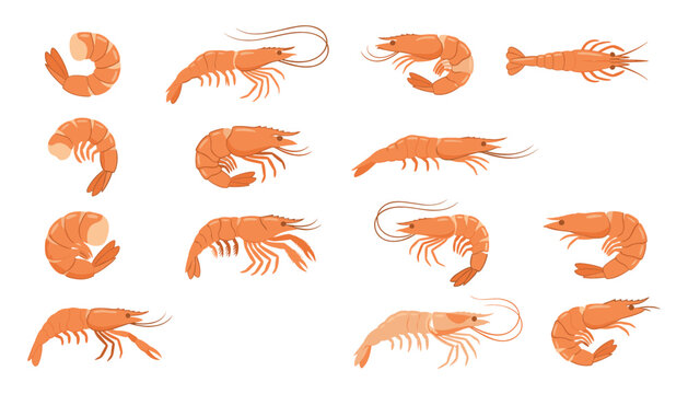 Detailed prawn illustrations showcase various shrimp poses in a colorful vector design crustacean seafood marine
