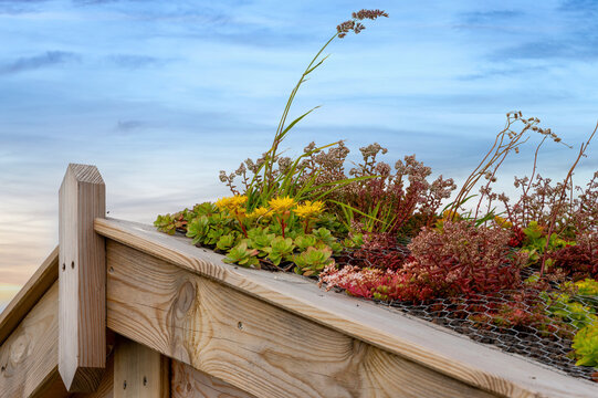 Green Roof with Sedum Plants