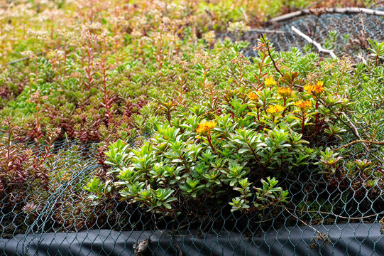 Green Roof with Sedum Plants
