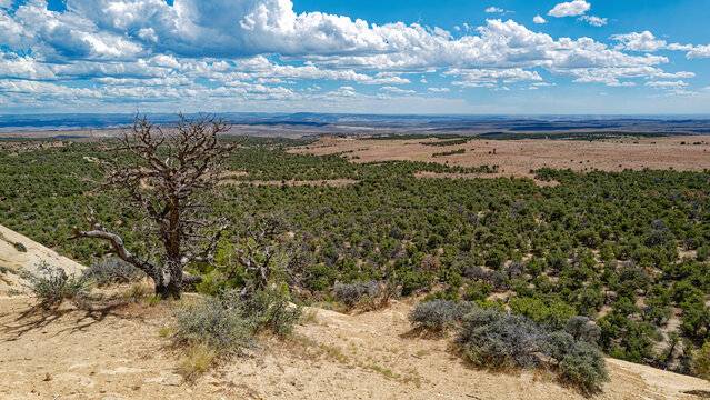 A dead tree on a hill overlooks the Willow Creek Wilderness north of Dinosaur, Colorado, USA