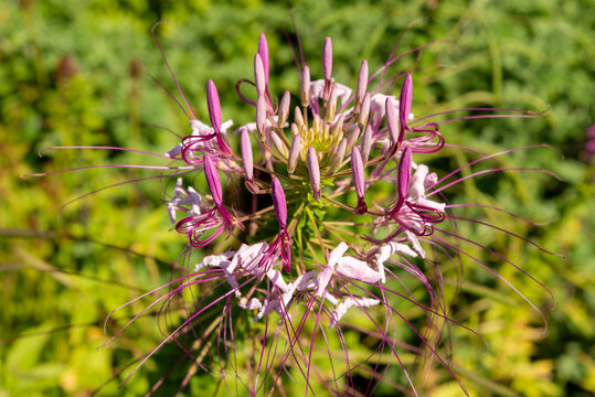 Close-up of a pink and purple spider flower (Cleome) with delicate petals and stamens isolated against a soft, blurred natural background.