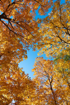 Seasonal leaves on tree. Natural autumn leaves. Autumn beauty of nature. Fall season nature. Fall leaves of yellow tree. Autumn tree. Nature in fall season. Autumnal sunny day. Crisp air