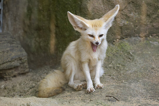 A fennec fox (Vulpes zerda) yawning while sitting on sandy terrain at Mini Zoo Land in Slovenske Konjice, Slovenia