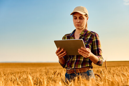 Female farmer using tablet for smart farming in golden wheat field during sunset