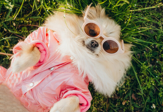 Cute Pomeranian dog in pink jacket and sunglasses lying on grass outdoors.