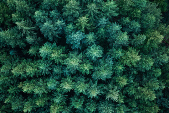 Green forest in summer aerial view. Aerial woodland. Rainforest ecosystem and healthy environment. Nature background. Tree growing in lush forest. Nature landscape. Landscape with forest in spring