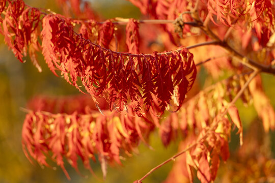 Fall season forest. Autumn leaf natural foliage. Autumn nature. Orange leaves on tree. Seasonal autumnal tree. Peaceful nature. Autumn orange leaves. Orange leaves selective focus. Nature fall season