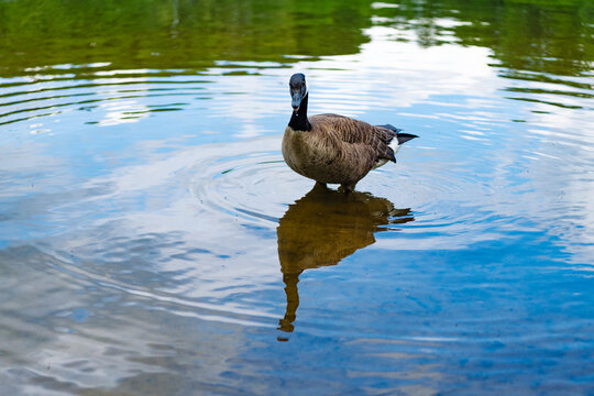 Goose swim in water. Lonely duck at the lake. Goose or duck bird. Fauna and nature. Goose bird in the water. Duck with beak and feather