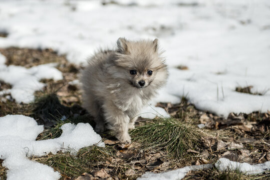 A cute, fluffy Pomeranian puppy strolls outside in the snow in spring. A charming backdrop for a photo of this little dog.