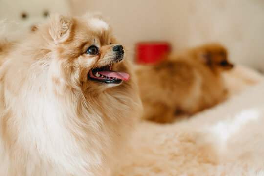 Cute fluff Pomeranian spitz dog sitting indoors on a soft blanket. Adorable small pet portrait at home.