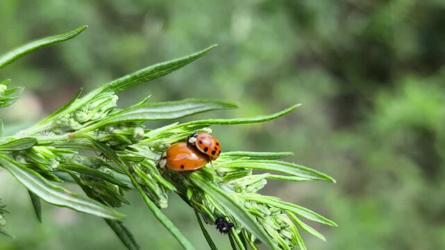 Detailed video of a ladybug preying on aphids on plant leaves. Natural balance and plant protection. Video of natural insect interaction: predatory ladybug on an infested plant.