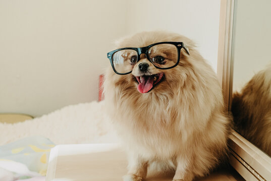 Cute fluffy Pomeranian spitz wearing black glasses sitting indoors. Funny smart dog portrait with smile and tongue out.