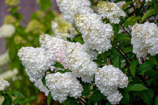Selective focus of bushes of Hydrangea paniculata flowers in the garden, White pink hortensia, Panicled hydrangea is a species of flowering plant in the family Hydrangeaceae, Natural floral background