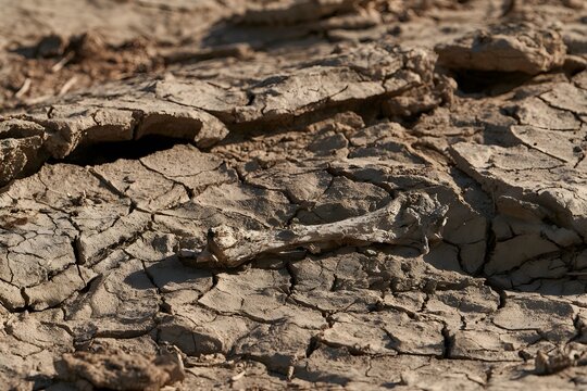 Single dried bone on a cracked mud flat under harsh midday sun