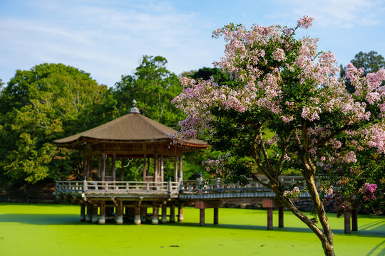 奈良公園の浮見堂と百日紅の花、夏の奈良
