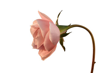 Fototapeta premium Drooping pale pink flower on curved stem isolated