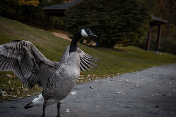 Canada goose stretching its wings © Kayly