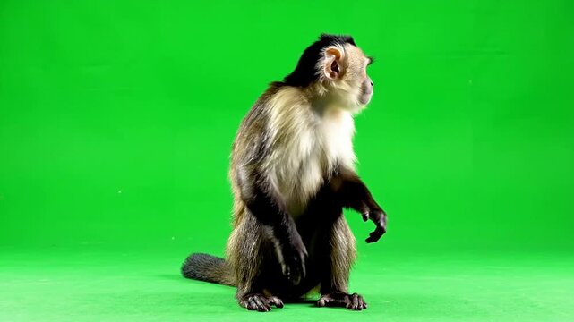 Capuchin Monkey Walking Against Bright Green Screen Background Ideal For VFX And Motion Graphics
