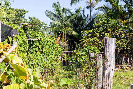 The beautiful green of the Amazon Rainforest, a tunnel-like path leading to acai trees in the background