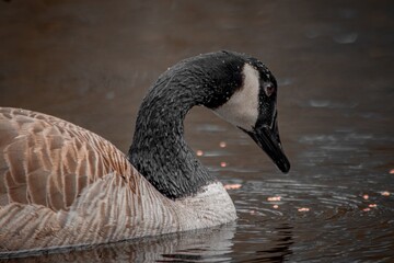 Canada goose close up on water © Kayly