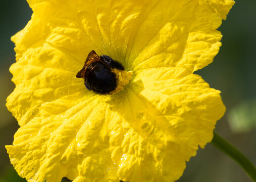 Close-up of a large carpenter bee feeding on a vibrant yellow blossom against a light green background