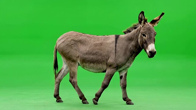 Donkey Walking Gracefully On Green Screen Background Ideal For Video Overlay And Visual Effects Applications