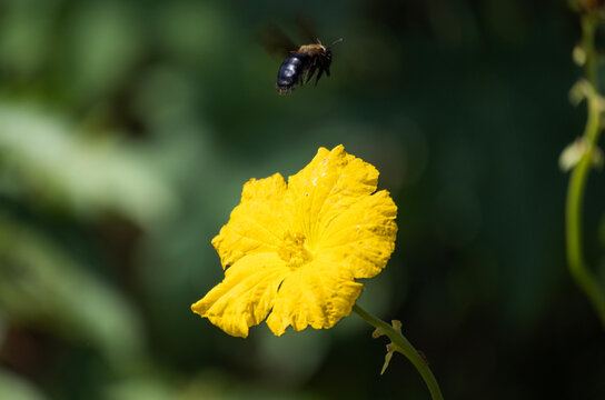 Close-up of a large carpenter bee in plain flight casting a shadow on a vibrant yellow blossom against a light green background