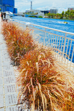 Tampa, Florida USA - Jan 03, 2024: Tampa Hillsborough riverwalk, downtown and University of Tampa landscape