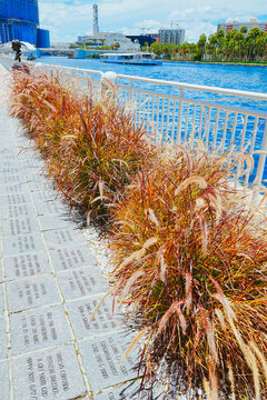 Tampa, Florida USA - Jan 03, 2024: Tampa Hillsborough riverwalk, downtown and Purple Fountain Grass, scientifically known as Pennisetum setaceum 'Rubrum'.