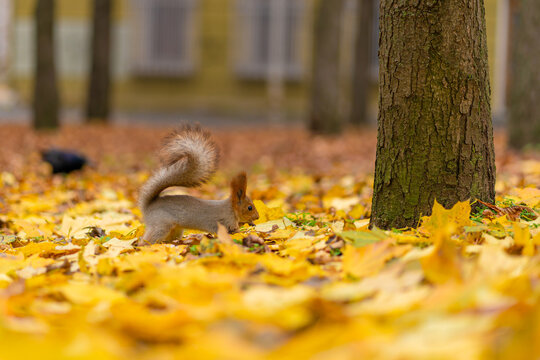 A fluffy beautiful squirrel is looking for food among fallen yellow leaves in the autumn in a city park