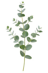 Obraz premium Fresh Eucalyptus Branch Botanical isolated cutout on transparent background