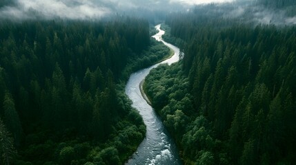 Fototapeta premium Aerial drone view of a meandering river through a dense pine forest under overcast light
