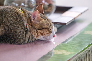 sleeping cat on the table © Duvekot Fotografie