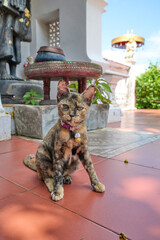 cat in the temple © Duvekot Fotografie