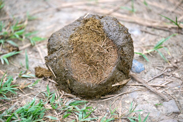 fresh elefant dung © Duvekot Fotografie