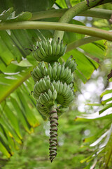 bunch of bananas © Duvekot Fotografie
