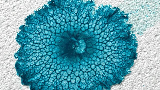 Overhead macro shot of deep teal liquid expanding in cellular patterns on white plaster surface