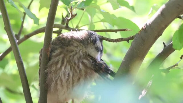 Female American kestrel fledgling (Falco sparverius) preening in crabapple tree as morning light filters through the leaves.