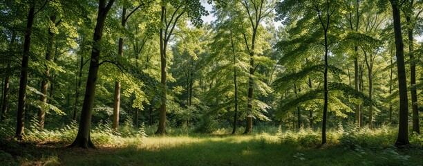 Obraz premium Sunlight filters through dense green forest canopy illuminating a peaceful glade. Lush trees and undergrowth create a serene natural landscape for quiet contemplation. Tall trunks stand still.