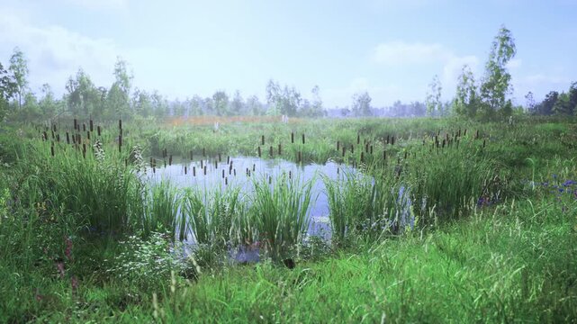 Marsh pond with cattails and reeds, mist rising over still water, lush green grasses and wildflowers framing shallow habitat, calm reflection and rich