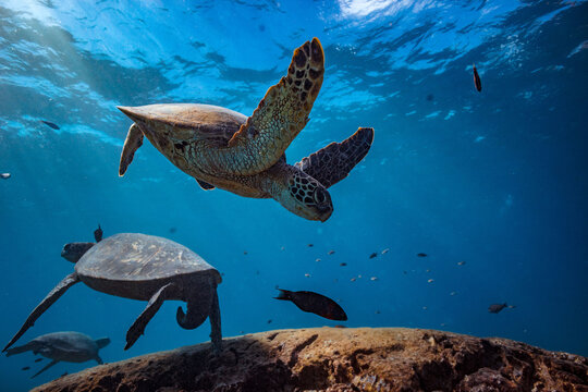 Majestic Green Sea Turtles Swimming in Crystal Clear Blue Ocean