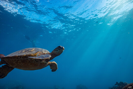 Green Sea Turtle Gliding Gracefully Through Sunlit Blue Ocean Water