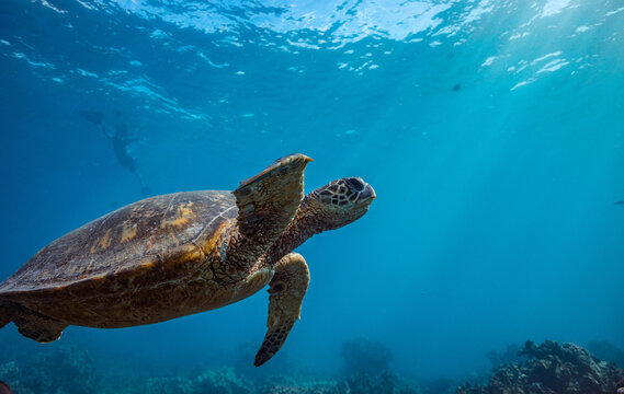 Close Up of Green Sea Turtle Swimming in Sunlit Tropical Ocean