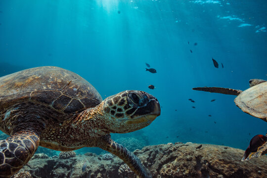 Green Sea Turtles Swimming Underwater Over Coral Reef with Sunbeams