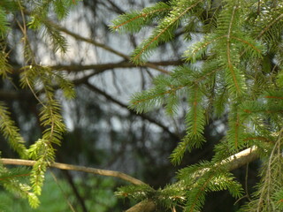 Evergreen Tree Branches with Soft Forest Background © Abby