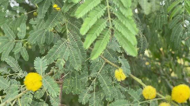  Bright golden yellow flowers of Acacia nilotica tree blooming on branch with green leaves