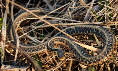 Obraz premium Tiny Little Snake in the Grass