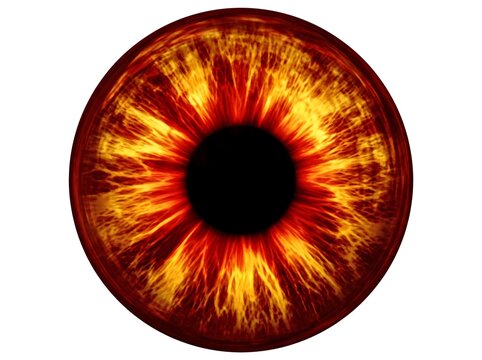 Fiery orange and red iris macro illustration isolated on white